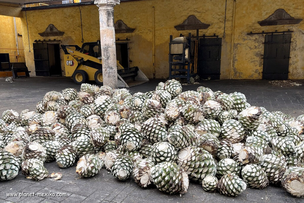 Piñas der Agave Azul für die Produktion