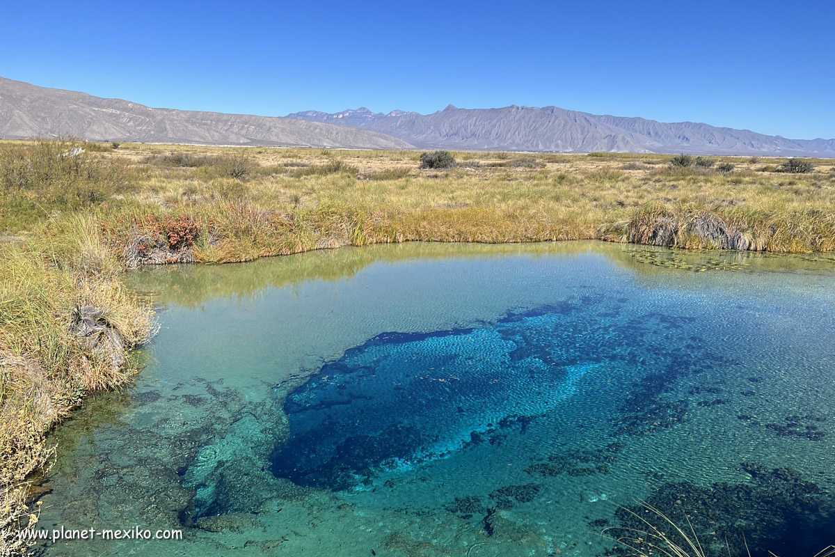 Poza Azul Lagune von Cuatro Cienegas in Coahuila