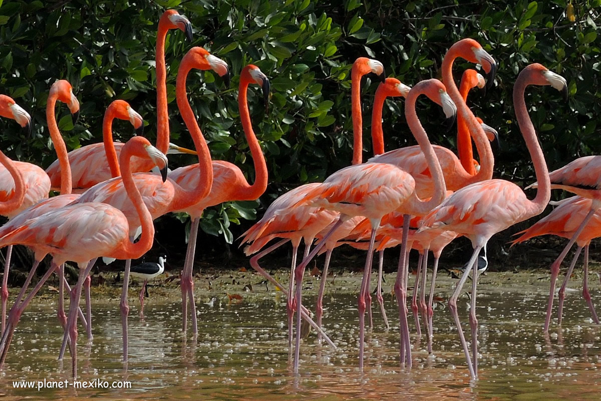 Rundreise zu den Flamingos am Golf von Mexiko