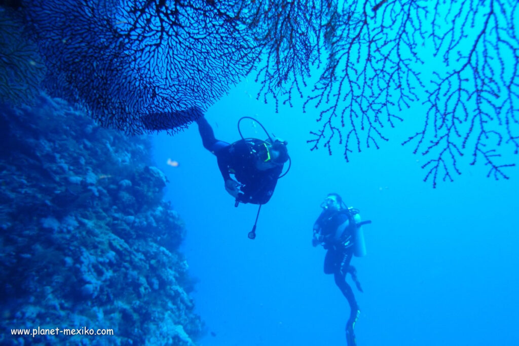 Scuba Diving und Unterwasserwelt