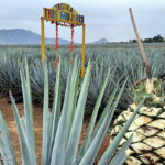 Sierra Tequila mit Ageven für die Tequila-Produktion
