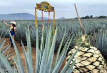 Sierra Tequila mit Ageven für die Tequila-Produktion