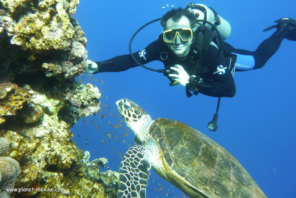 Tauchen mit Schildkröte in der Karibik
