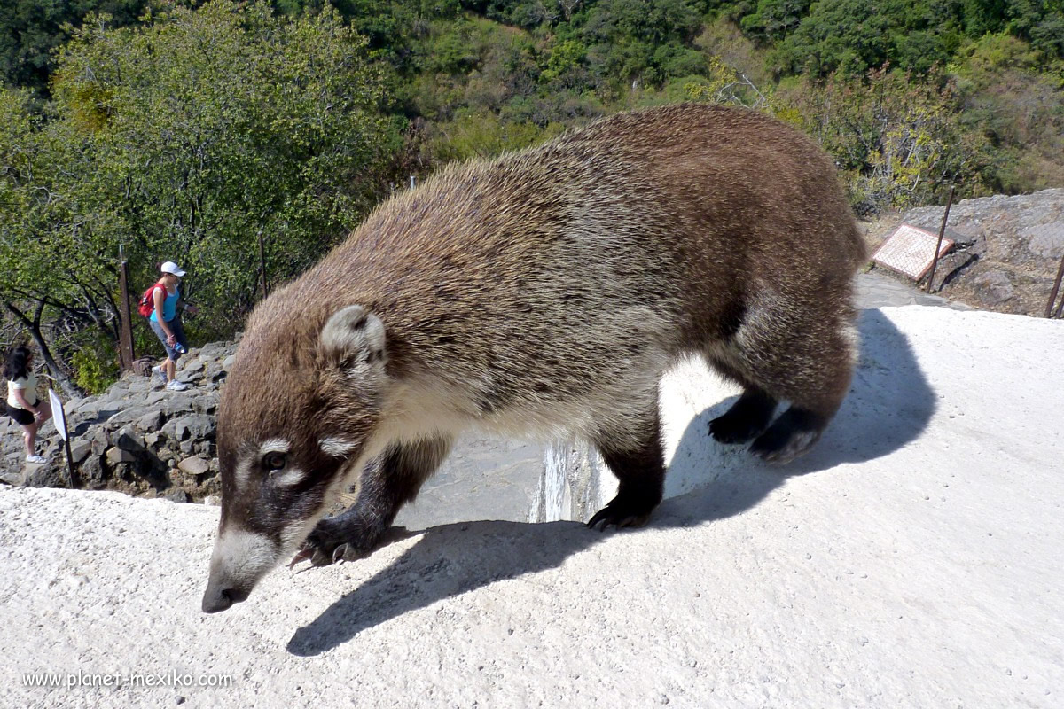 Dachs in Zentralmexiko