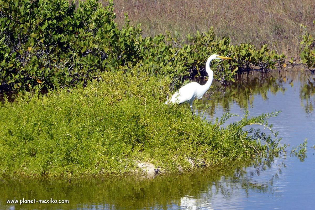 Tierwelt an der Küste im Norden von Yucatán