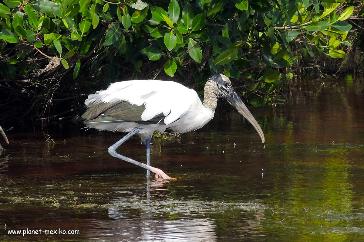 Wasservogel aus der mexikanischen Tierwelt