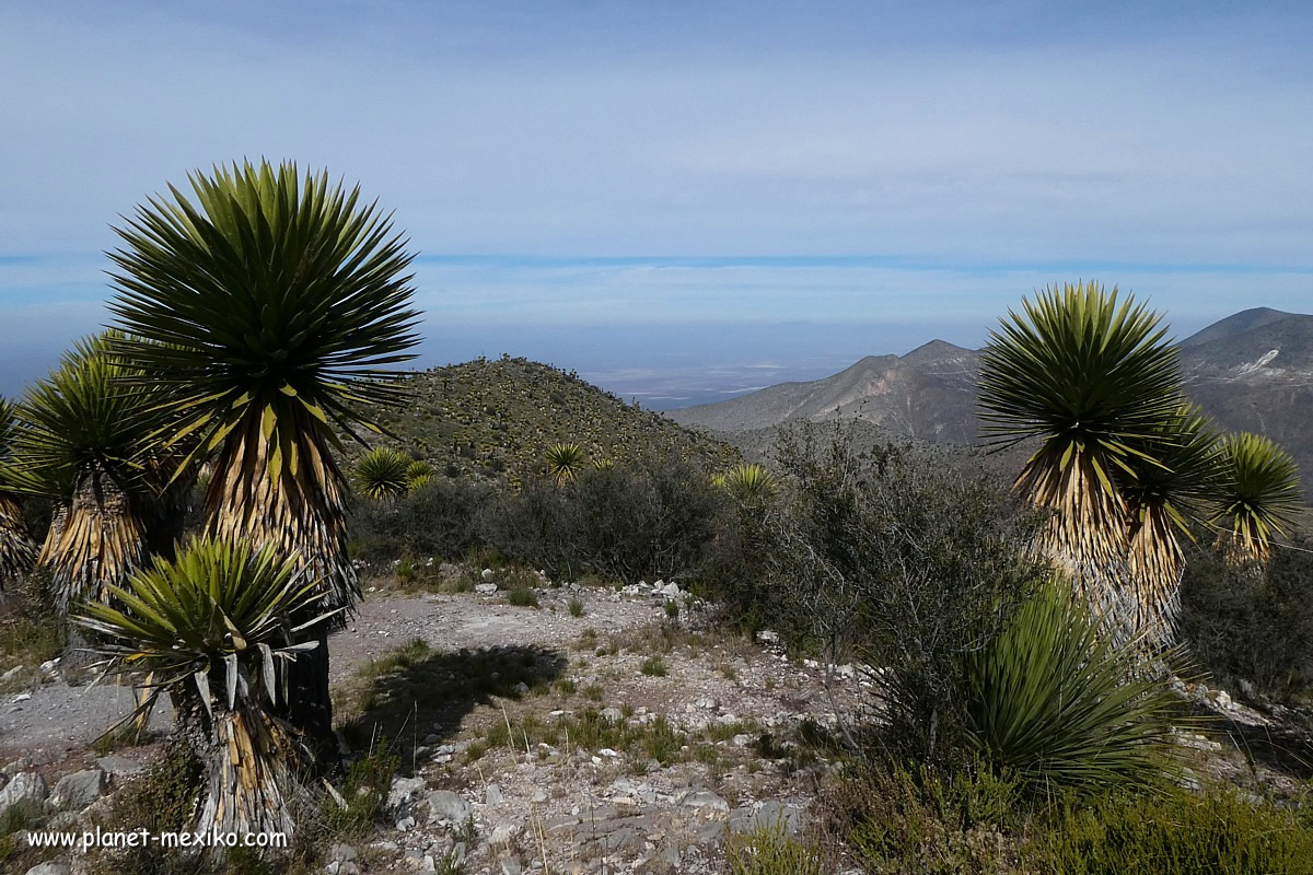 Trekking in der Wüste der Sierra Catorce