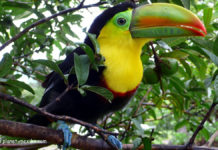 Der Tukan gehört zur Tierwelt in Mexiko