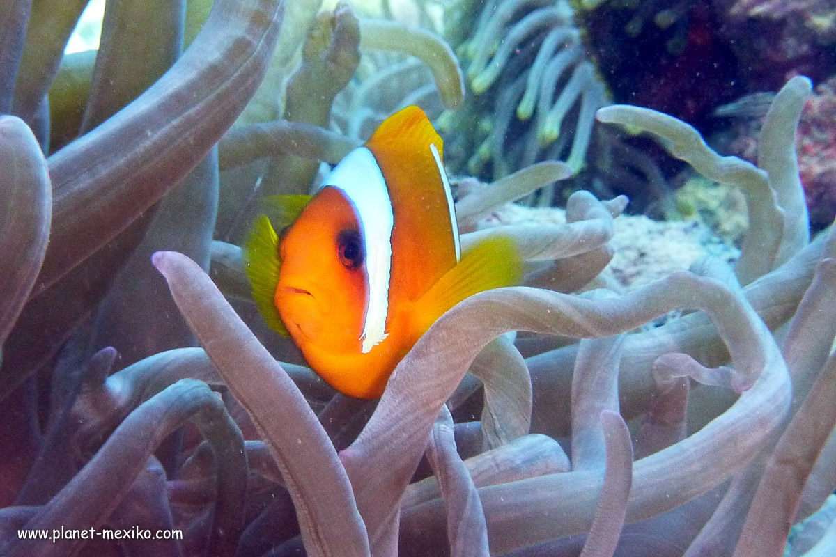 Unterwasserfauna und mexikanischer Nemo