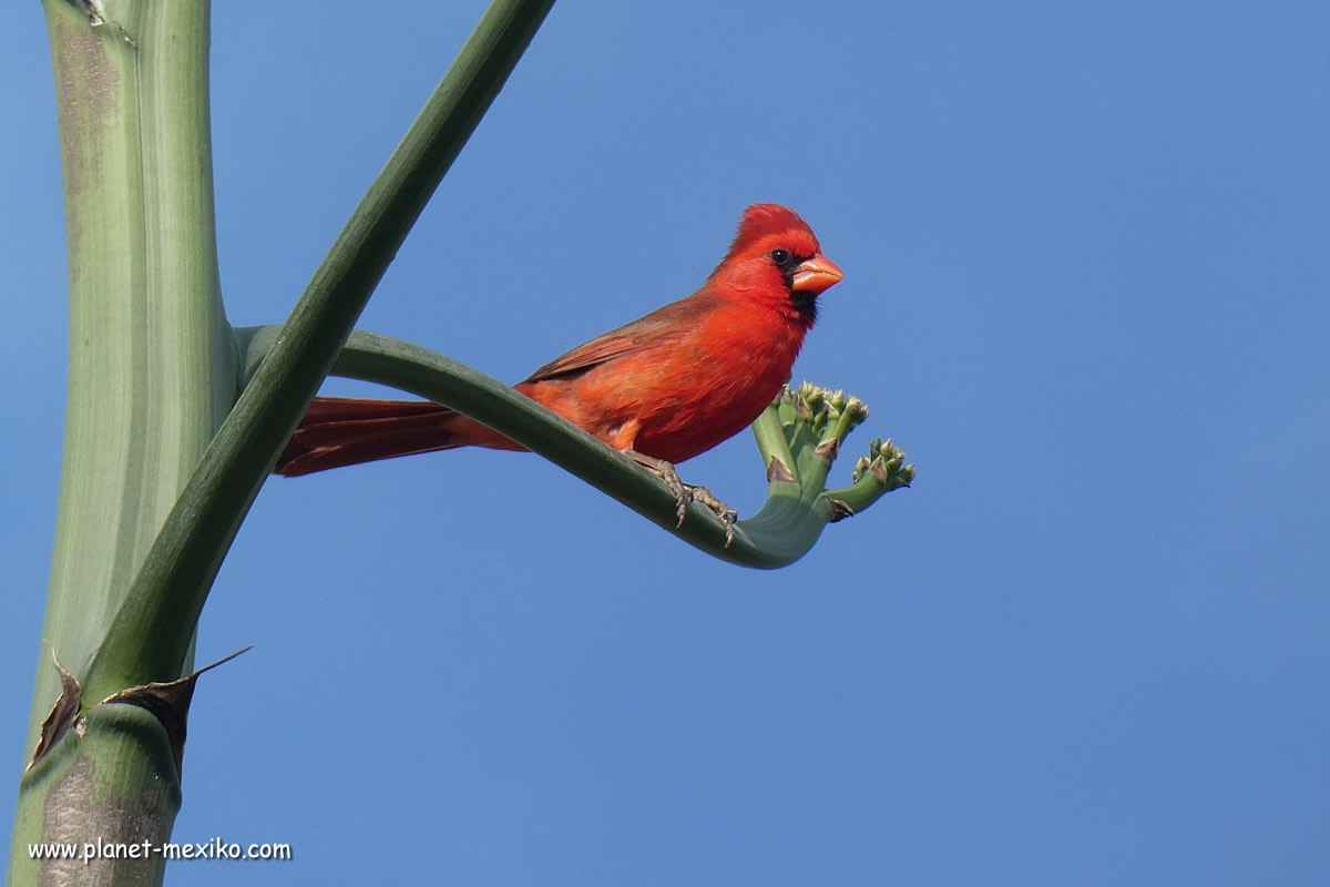 Vogel und Wildlife Baja California