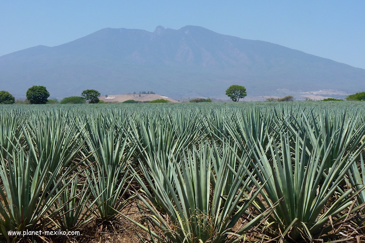 Vulkan Tequila und Pueblo Mágico in Jalisco