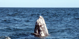 Walbeobachtung in Guerrero Negro auf Baja California