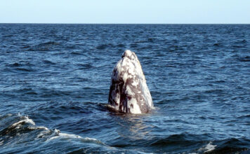 Walbeobachtung in Guerrero Negro auf Baja California