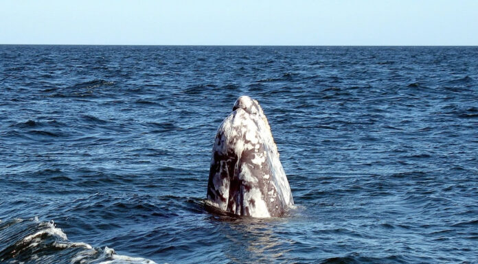 Walbeobachtung in Guerrero Negro auf Baja California