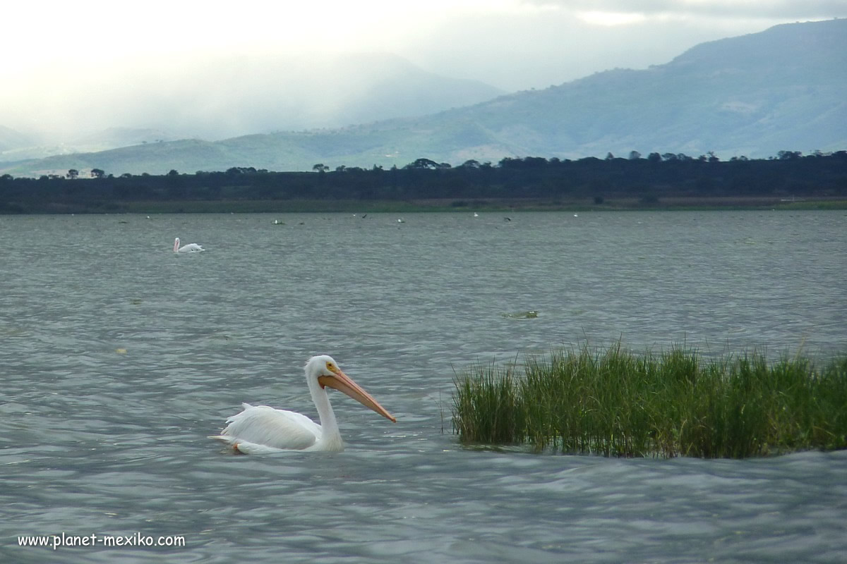Wasservogel bei Ajijic am Chapala-See