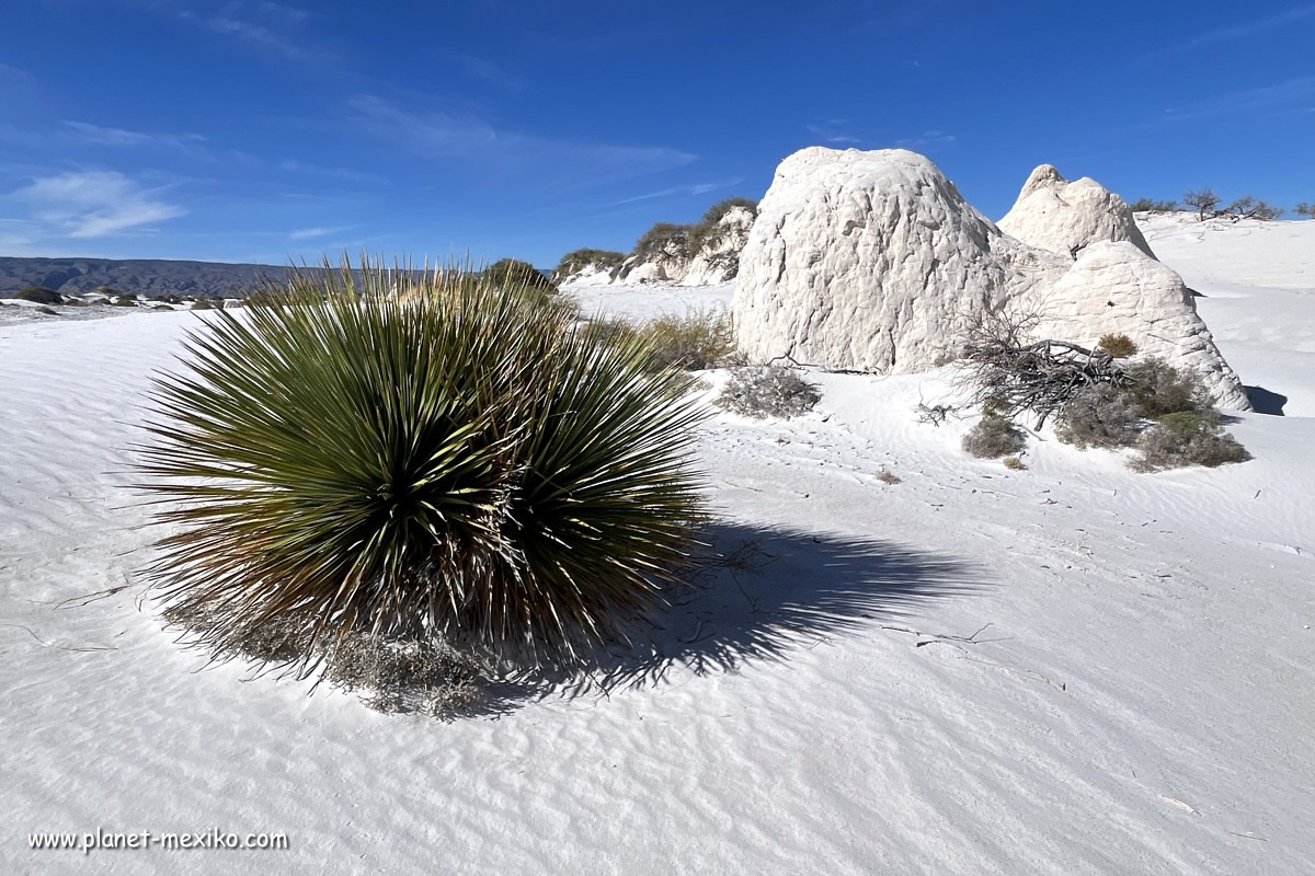 Weisse Wüste Cuatro Cienegas im Norden Mexikos