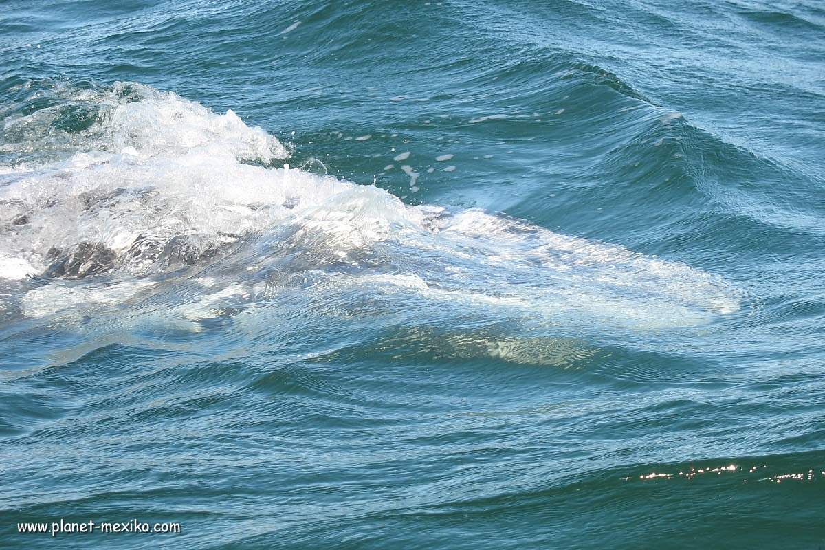 Whale Watching Wal beaobachten