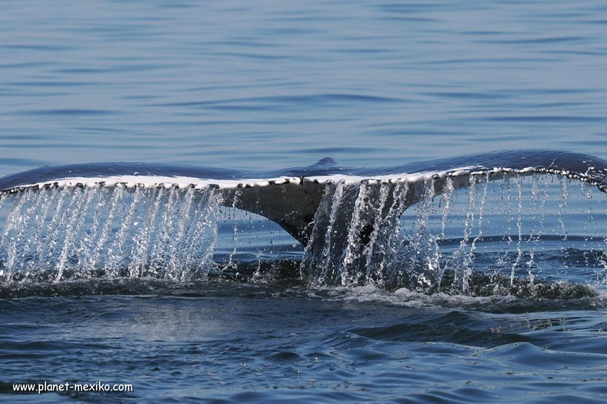 Whale Watching - Walfisch auf der Baja California