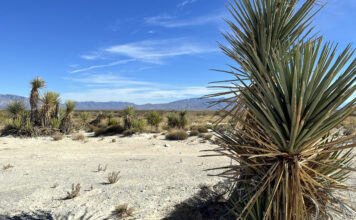 Wueste bei Cuatro Cienegas im Bundesstaat Coahuila